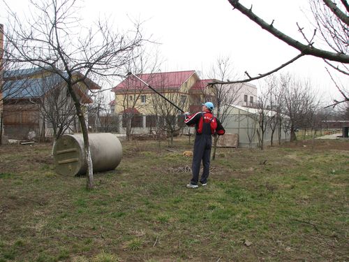 Fasonări arbori